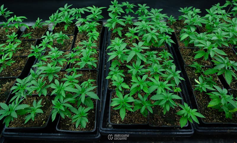 Die Rolle des Endocannabinoid-Systems bei den Effekten von Cannabis Samen