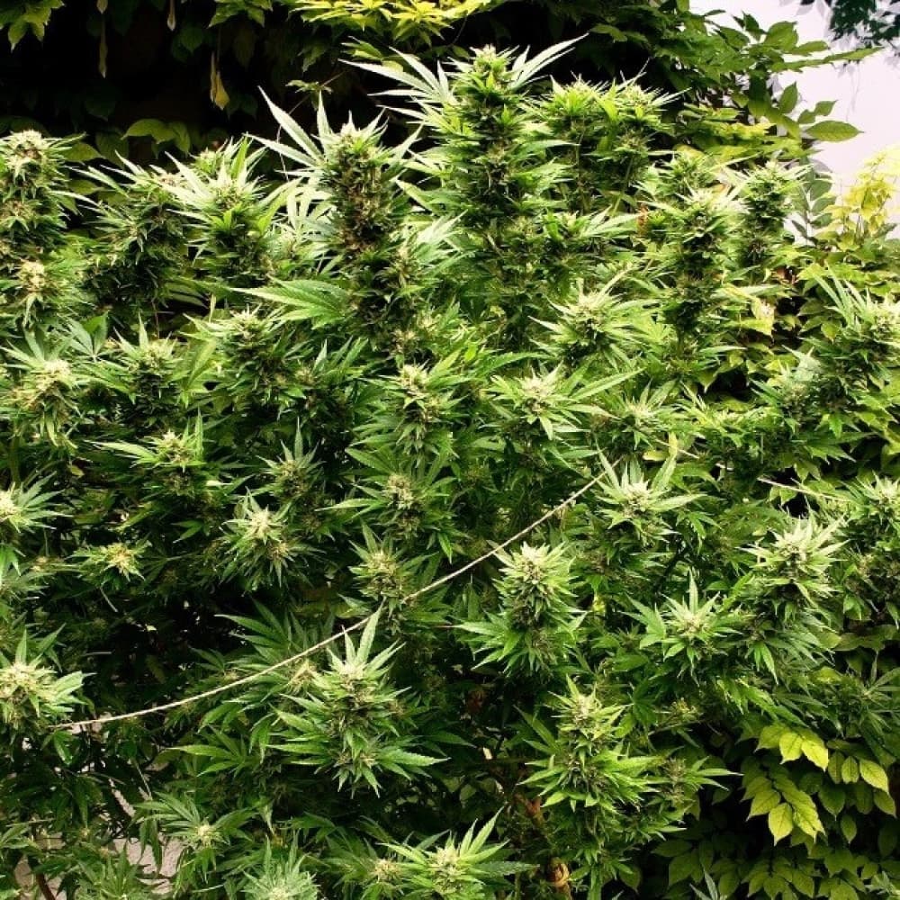 Die Zukunft der Forschung mit Cannabis Samen: Was steht als Nächstes an?