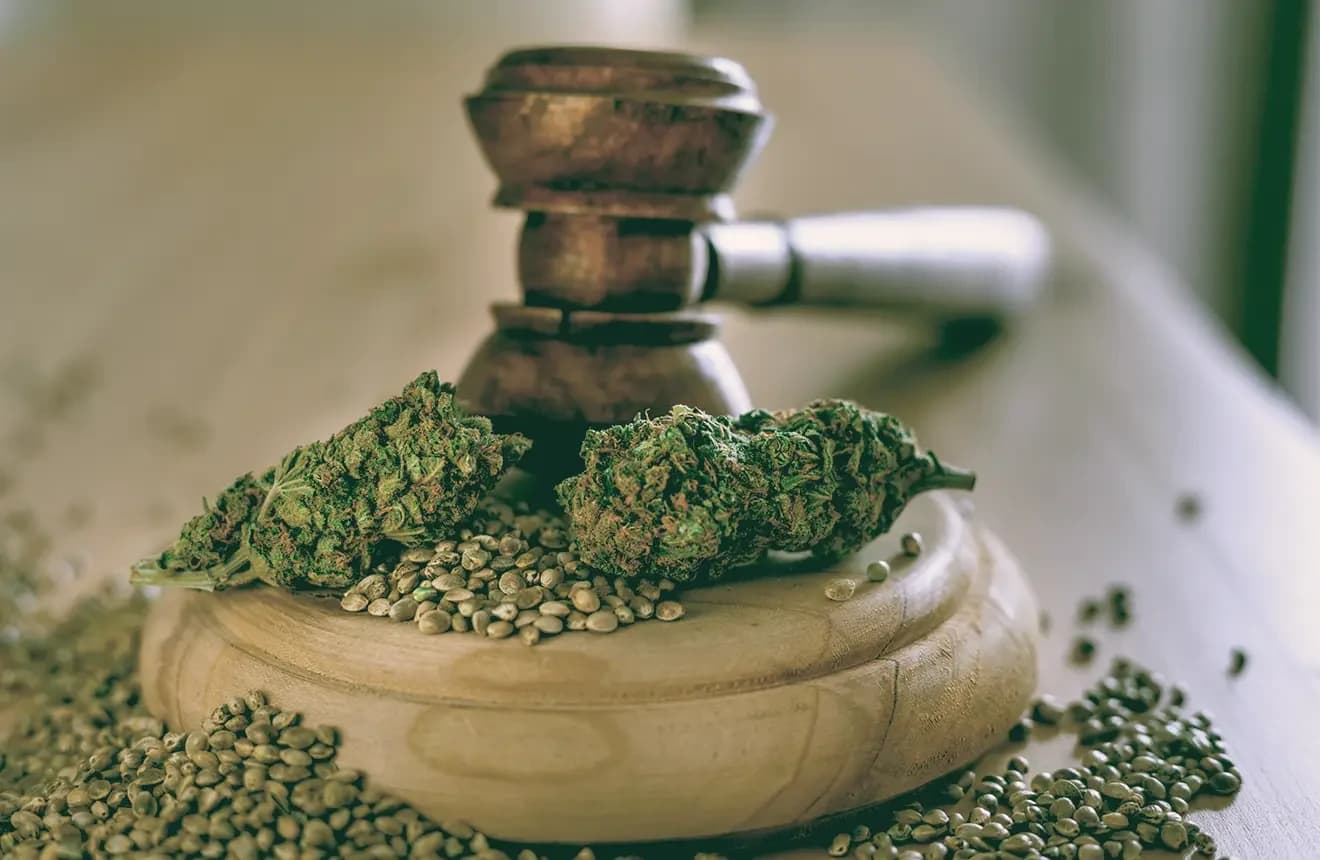 Erfolgsgeschichten mit Rhino Cannabis Samen