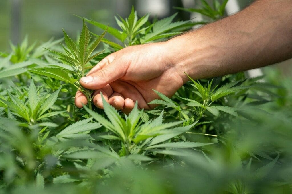 Was macht Cannabis Indica so besonders? Cannapot erklärt die Vorteile