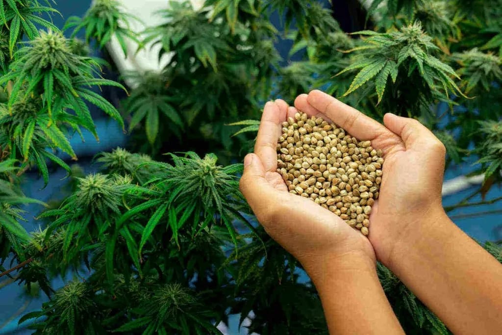 Innovative Anbaumethoden für Gratis Cannabis Samen