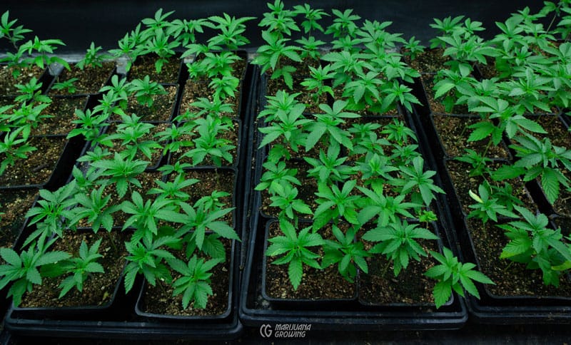 Die Rolle des Endocannabinoid-Systems bei den Effekten von Cannabis Samen
