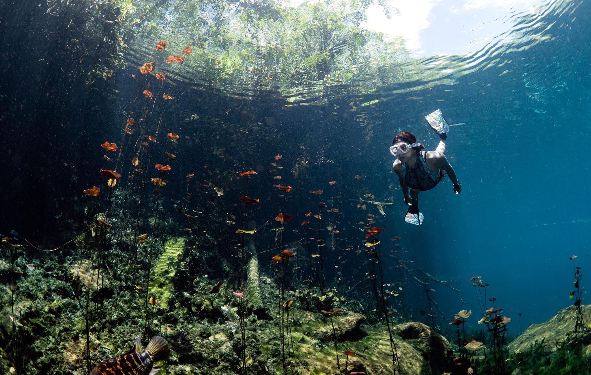 Dive Center Mexiko: Willkommen bei DeepDiveMexico, der deutschen Tauchschule